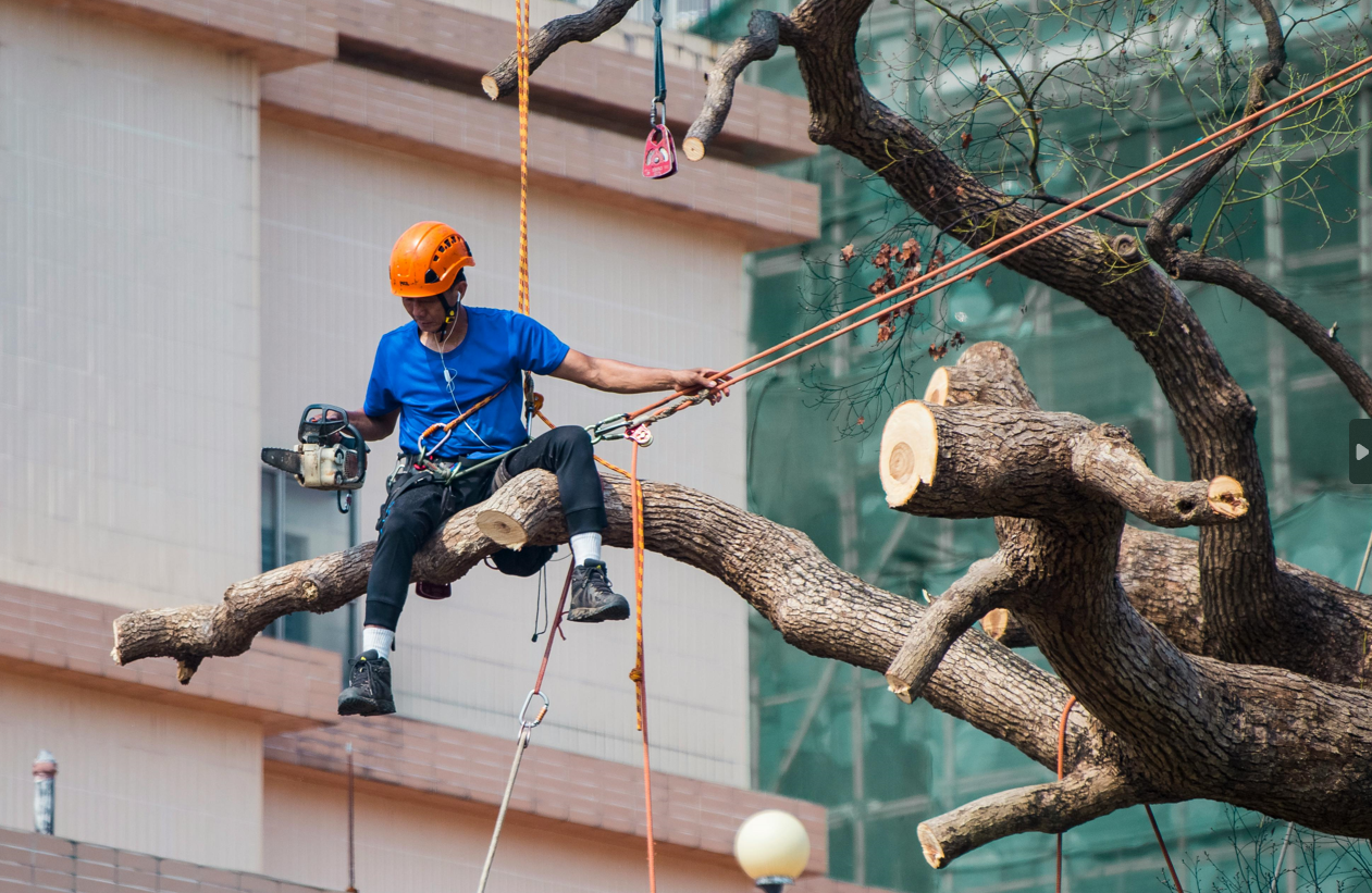 Understanding Utility Pruning Standards: Guidelines for Tree Pruning Near Power Lines