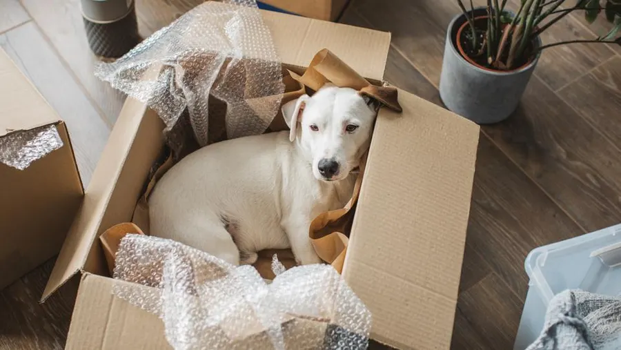 Safe Ship Moving Services Highlights How to Relocate with Pets