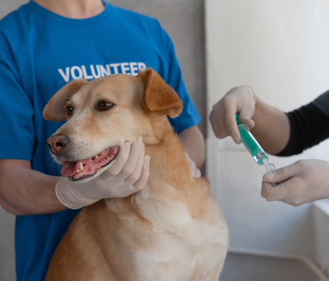 Preventive Veterinary Care Solutions for Strong Pet Immunity